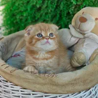 توله گربه اسکاتلندی|گربه|تبریز, |دیوار