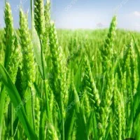 فروش سبزه و یونجه درجه یک