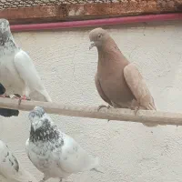 کفتر|پرنده|شهریار, رضی آباد بالا|دیوار