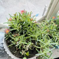 گل ‌|گل و گیاه طبیعی|میاندوآب, |دیوار