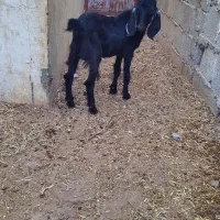 کهره نروتیشتر