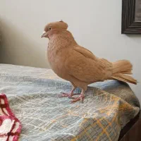 کبوتر زرد کاکولی نر|پرنده|شیراز, آبیاری|دیوار