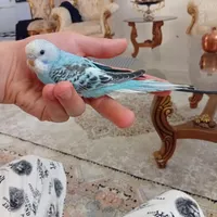 جوجه مرغ عشق ماده دستی|پرنده|ابهر, |دیوار