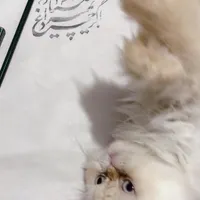 واگذاری گربه پرشین|گربه|زاهدان, |دیوار