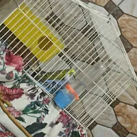 مرغ عشق جوان|پرنده|کوهدشت, |دیوار