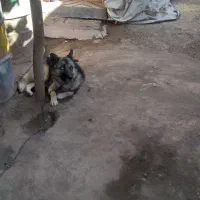 سگ هاسکی چشم رنگی|سگ|بیستون, |دیوار