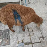 گوسفند سلامت|حیوانات مزرعه|شهریار, شهرک سازمانی ظفر|دیوار