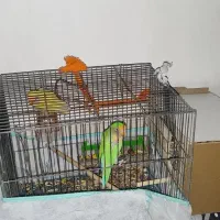 طوطی برزیلی|پرنده|آبدانان, |دیوار