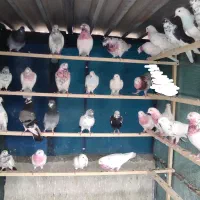کبوتر پرشی