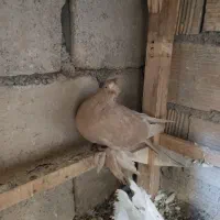 کبوتر ماده دوکاکل زرد