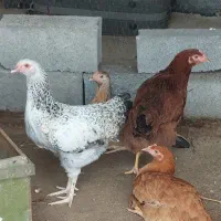 مرغ و خروس