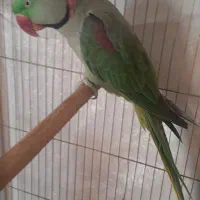 فروش شاه طوطی