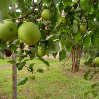 فروش زمین در سنگر قاضیان سراوان دهبنه کچا|فروش زمین و ملک کلنگی|رشت, جهاد|دیوار