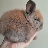 خرگوش لپ|موش و خرگوش|نجفآباد, صالح آباد|دیوار