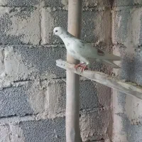 کبوتران پرشی|پرنده|خوی, |دیوار