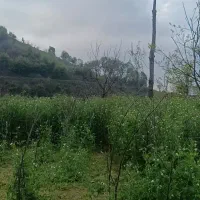 نخود فرنگی ،باقالی