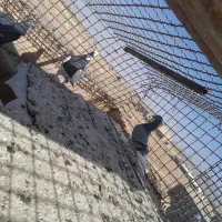 اسباب بازی|اسباببازی بچه|تربتحیدریه, مسجد جامع|دیوار