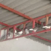 پرنده.|پرنده|دهدشت, |دیوار