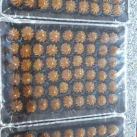 حلوا خرما مجلسی برشتوک|خوردنی و آشامیدنی|مشهد, هنرور|دیوار