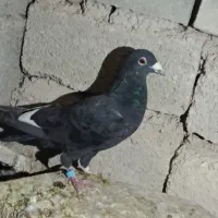 کبوتر|پرنده|شیراز, آبیاری|دیوار