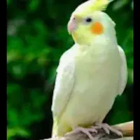 عروس هلندی گمشده