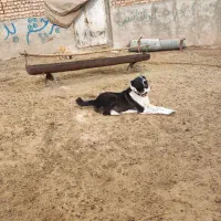 سگ چنبر گله ای به شرط همه چی|سگ|سلفچگان, |دیوار