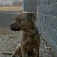 واگذاری سگ پیت پول|سگ|سنندج, |دیوار