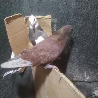 کبوتر قرمز پرشی از نسل گرگی|پرنده|قائمشهر, |دیوار