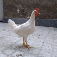 خروس محلی سفید