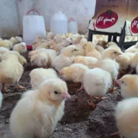 فروش جوجه یک روزه راس|حیوانات مزرعه|فاضل آباد, |دیوار