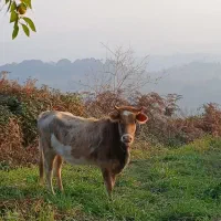 تلوم تنکابنی|حیوانات مزرعه|لاهیجان, لیل|دیوار