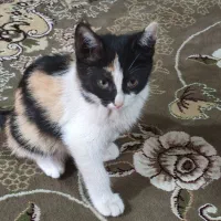 واگذاری سه تا بچه گربه ی خوشگل و ملوس|گربه|قدس, شهرقدس|دیوار