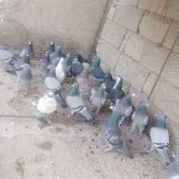 کبوتر|پرنده|سراوان, |دیوار