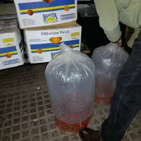 ماهی قرمز عید|ماهی|گرگان, |دیوار