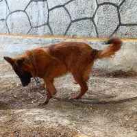 ژرمن بلک فیس معاوضه دارم