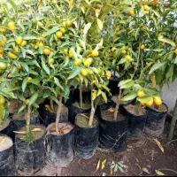 انواع نهال مرکبات و گواوا زرد و قرمز و....