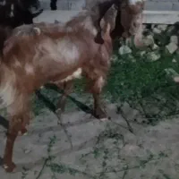 تروشت برای قربانی