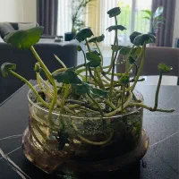 گیاه اکواریم  گیاه برکه