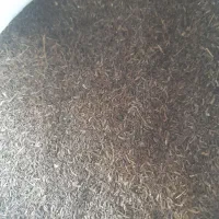 زیره‌کوهی‌کلات‌