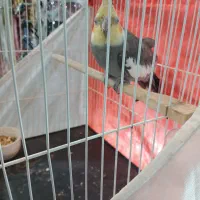 عروس هلندی ۶ماهه قابل تربیت|پرنده|یونسی, |دیوار