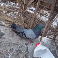 سبزپشت بست نر فروشی