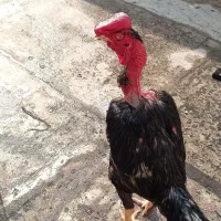 خروس لاری اصیل