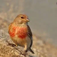 سهره سینه سرخ|پرنده|خمینی‌شهر, |دیوار