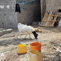 کهره نر