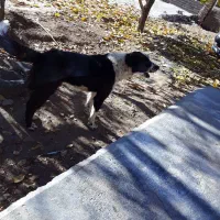 واگذاری توله قدرجونی