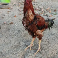 خورس ومرغ لاری