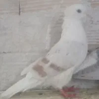 پشتدار سرور کاکی ماده