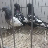 سینه سیاه سینه سبز