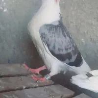 کبوتر دوبال شامی|پرنده|رامیان, |دیوار