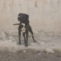 سگ ماده پیت پول|سگ|تهران, عباسی|دیوار